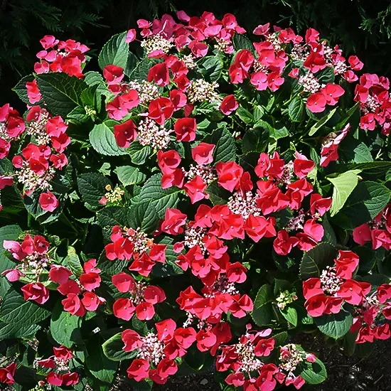 Cherry Explosion Hydrangea 5 Cherry Explosion Hydrangea - Image 5