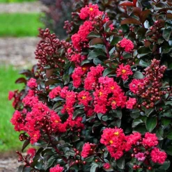 Cherry Mocha Crape Myrtle -The Tree Center Cherry Mocha Crape Myrtle 1 copy jpg