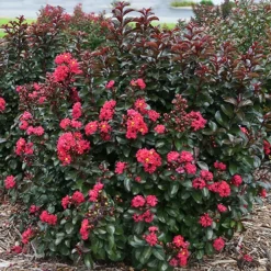 Cherry Mocha Crape Myrtle -The Tree Center Cherry Mocha Crape Myrtle 3 copy jpg