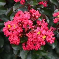 Cherry Mocha Crape Myrtle