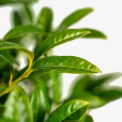 Chestnut Hill Cherry Laurel -The Tree Center Chestnut Cherry Laurel 5G 02 600x600 1