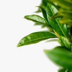 Chestnut Hill Cherry Laurel -The Tree Center Chestnut Cherry Laurel 5G 04 600x600 1