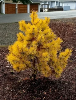 Chief Joseph Lodgepole Pine -The Tree Center ChiefJosephLodgepolepine2 600x788 1