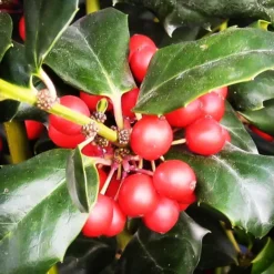 China® Boy Holly -The Tree Center China Boy Holly 4 copy 1 jpg webp