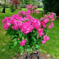 China Doll Rose - Tree Form -The Tree Center China Doll Rose Tree 1 copy jpg