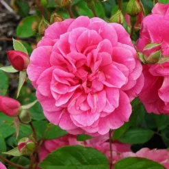 China Doll Rose - Tree Form -The Tree Center China Doll Rose Tree 2 copy jpg