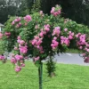 China Doll Rose - Tree Form