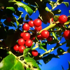 China® Girl Holly -The Tree Center China Girl Holly 2 copy jpg webp