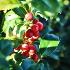 China® Girl Holly -The Tree Center China Girl Holly 4 copy 600x600 1