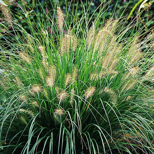 Chinese Fountain Grass 1 Chinese Fountain Grass