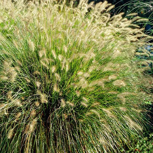 Chinese Fountain Grass 3 Chinese Fountain Grass - Image 3