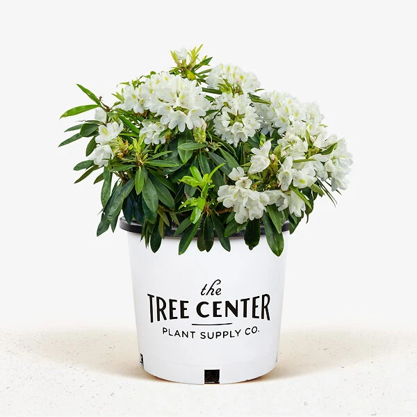 Chionoides Rhododendron 2 Chionoides Rhododendron - Image 2