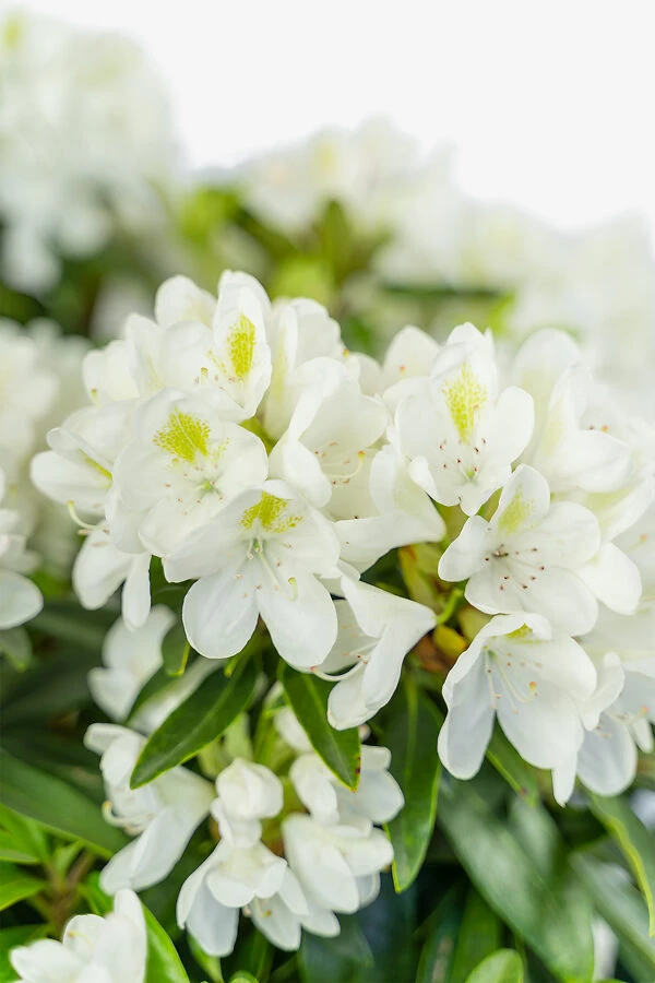 Chionoides Rhododendron 1 Chionoides Rhododendron