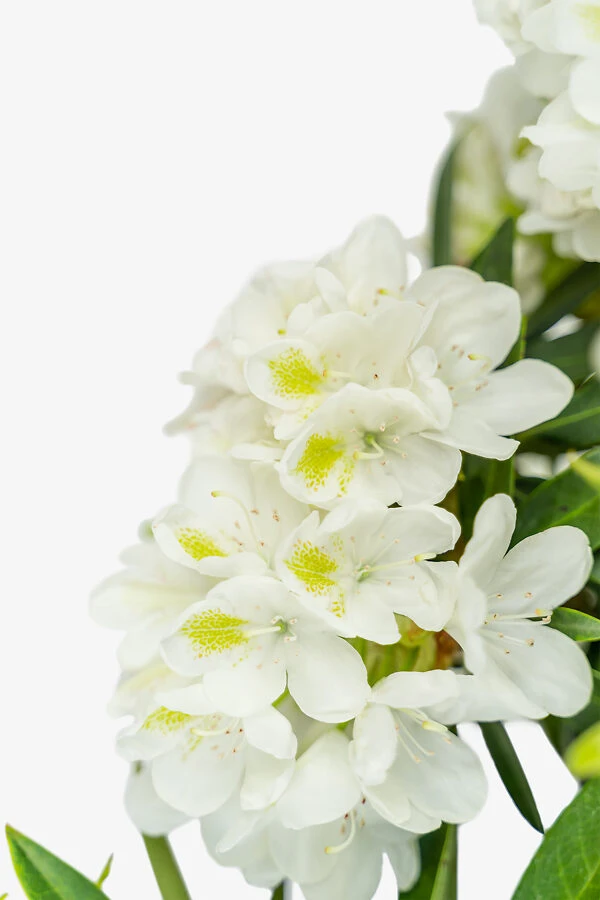 Chionoides Rhododendron 5 Chionoides Rhododendron - Image 5