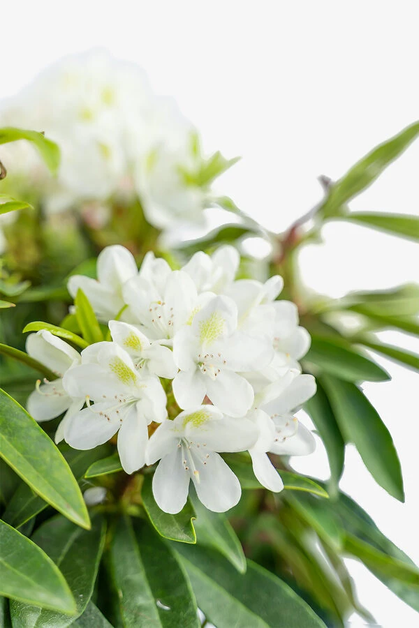 Chionoides Rhododendron 3 Chionoides Rhododendron - Image 3