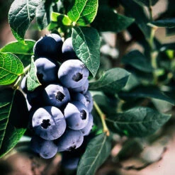 Chippewa Blueberry -The Tree Center Chippewa Blueberry 1 copy 600x600 1