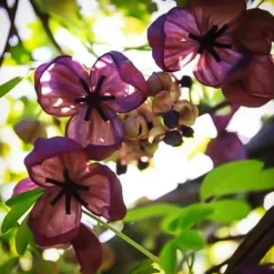 Chocolate Vine -The Tree Center Chocolate Vine 3 copy jpg webp