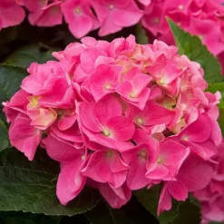 Cityline® Vienna Hydrangea -The Tree Center Cityline Vienna Hydrangea 2 copy jpg webp