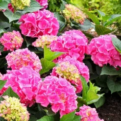 Cityline® Vienna Hydrangea