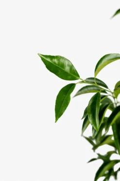 Clementine Mandarin Tree 7 Clementine Mandarin Tree -The Tree Center Clementine Mandarin 03 600x900 1