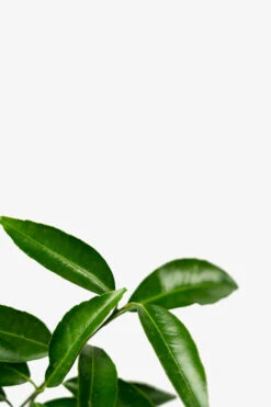 Clementine Mandarin Tree 8 Clementine Mandarin Tree -The Tree Center Clementine Mandarin 05 600x900 1