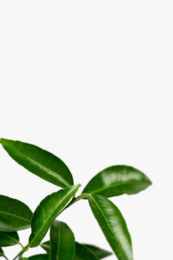 Clementine Mandarin Tree 4 Clementine Mandarin Tree - Image 4