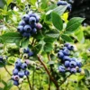 Climax Blueberry Bush