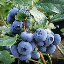 Climax Blueberry Bush -The Tree Center Climax Blueberry 2 copy jpg webp