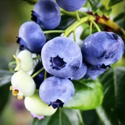 Climax Blueberry Bush -The Tree Center Climax Blueberry 3 copy jpg webp