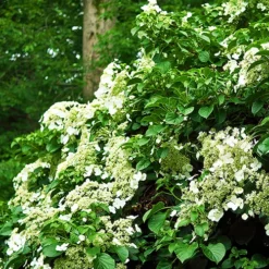 Climbing Hydrangea -The Tree Center Climbing Hydrangea 1 copy jpg