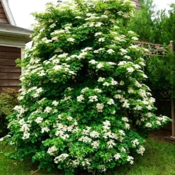 Climbing Hydrangea -The Tree Center Climbing Hydrangea 2 copy jpg