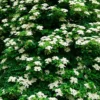 Climbing Hydrangea