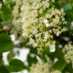 Climbing Hydrangea -The Tree Center Climbing Hydrangea 3G 02 600x600 1