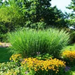 Cloud Nine Switch Grass