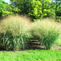 Cloud Nine Switch Grass -The Tree Center Cloud Nine Switch Grass 3 copy jpg webp