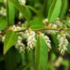 Coastal Leucothoe