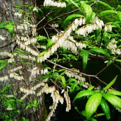 Coastal Leucothoe -The Tree Center Coastal Leucothoe 3 copy 600x600 1