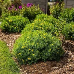 Cobalt-N-Gold™ St. Johnswort -The Tree Center Cobalt N Gold St. Johnswort 2 copy jpg webp