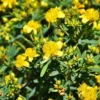 Cobalt-N-Gold™ St. Johnswort