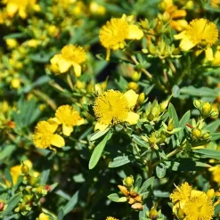 Cobalt-N-Gold™ St. Johnswort