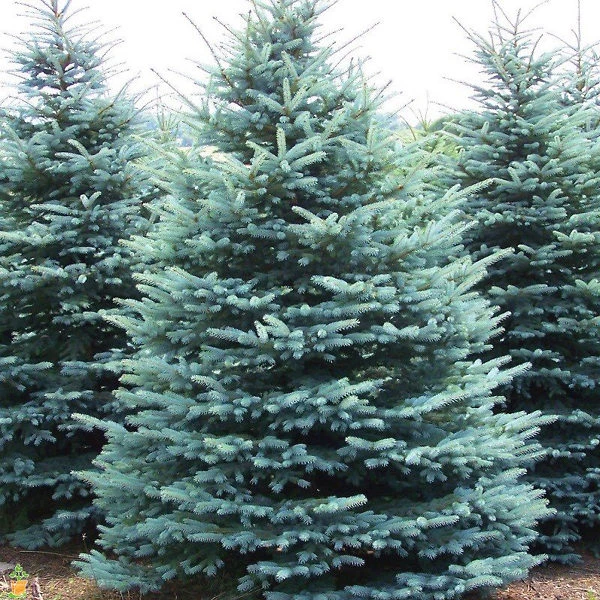 Colorado Blue Spruce 1 Colorado Blue Spruce