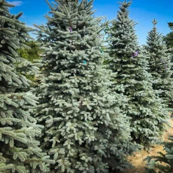 Colorado Blue Spruce 5 Colorado Blue Spruce -The Tree Center Colorado Blue Spruce 03 e1644944500150 600x600 1