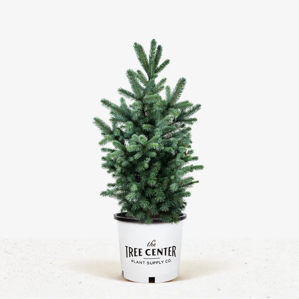 Colorado Blue Spruce 2 Colorado Blue Spruce - Image 2