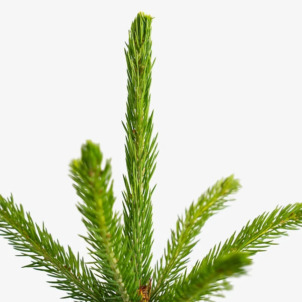 Colorado Green Spruce 2 Colorado Green Spruce - Image 2