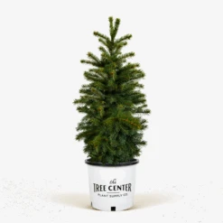 Colorado Green Spruce 9 Colorado Green Spruce -The Tree Center Colorado Green Spruce 5G 01 600x600 1