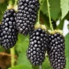 Columbia Giant Blackberry