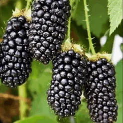 Columbia Giant Blackberry