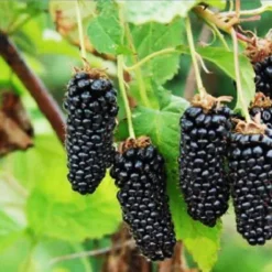 Columbia Giant Blackberry -The Tree Center Columbia Giant Blackberry 3 copy jpg webp