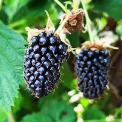 Columbia Star Blackberry 6 Columbia Star Blackberry -The Tree Center Columbia Star Blackberry 3 copy jpg webp