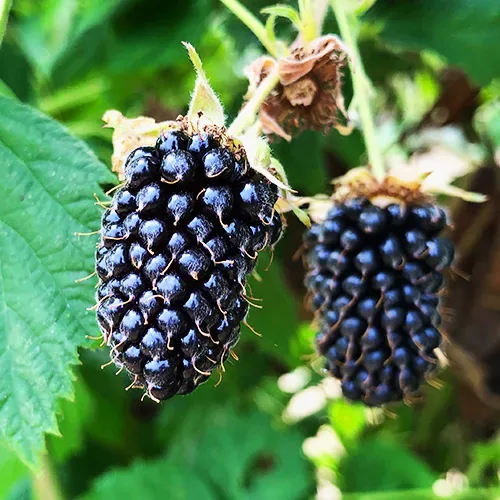 Columbia Star Blackberry 3 Columbia Star Blackberry - Image 3